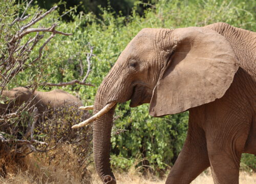 3 DAYS TSAVO EAST & AMBOSELI FROM MOMBASA
