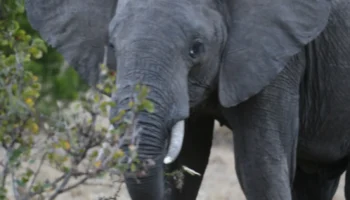 4 Days amboseli Tsavo west National Park