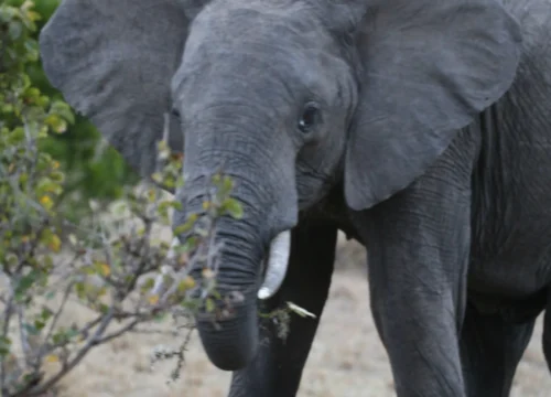 4 Days amboseli Tsavo west National Park