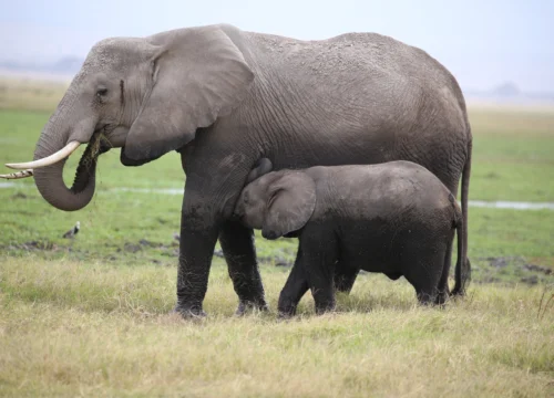 3 DAYS AMBOSELI NATIONAL PARK
