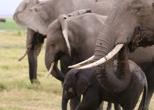 2 days Tsavo West safari