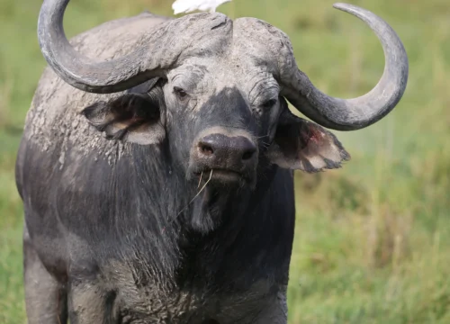 1 DAY SAFARI: HELL'S GATE, CRESCENT ISLAND, AND LAKE NAIVASHA