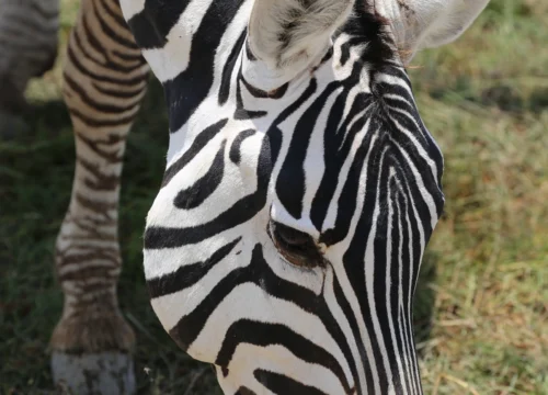 11 DAYS MASAI MARA TSAVO LUXURY SAFARI