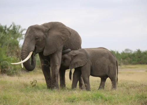 2 days Tsavo East safari