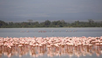 5 Days Sweetwaters Lake Nakuru Amboseli Safari