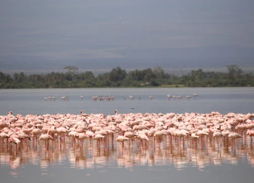 5 Days Sweetwaters Lake Nakuru Amboseli Safari
