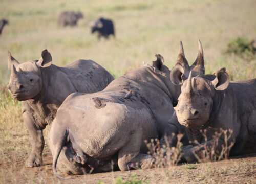 4 DAY MASAI MARA /LAKE NAKURU