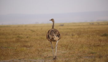 7 Days Maasai Mara lake Nakuru lake Naivasha Amboseli safari
