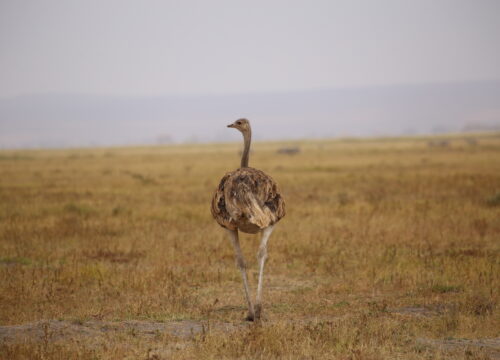 7 Days Maasai Mara lake Nakuru lake Naivasha Amboseli safari