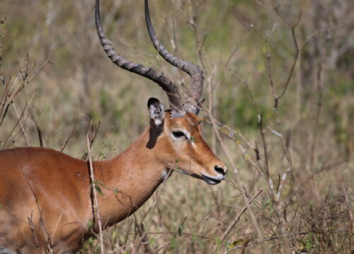 3 Days Meru National Park Safari