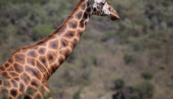 5 Days  Masai Mara lake Nakuru_Lake Naivasha