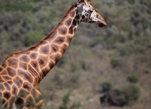 5 Days  Masai Mara lake Nakuru_Lake Naivasha